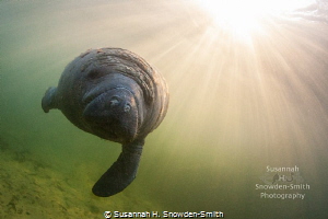"Manatee In Sunbeams"
A manatee swims under sunbeams jus... by Susannah H. Snowden-Smith 